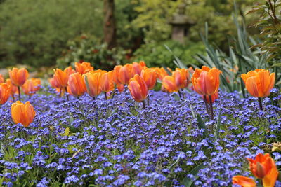 Orange flowers blooming on field