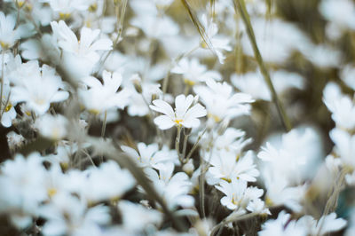 Close-up of white flowering plants on field