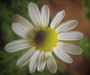 Close-up of yellow flower blooming outdoors