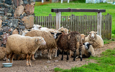 Sheep in a field