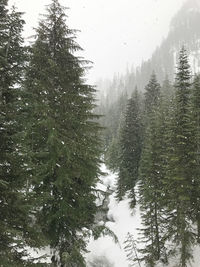 Trees in forest during winter