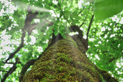 Low angle view of tree in forest