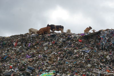 Garbage hills and cows in an integrated garbage dump