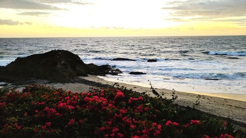 Close-up of flowers on beach against sky