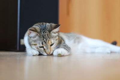 Cat sleeping on floor at home