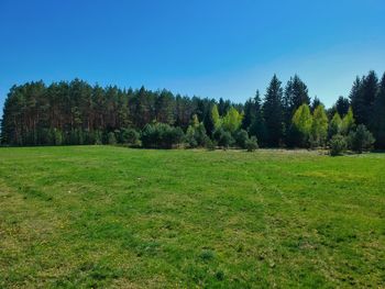 Scenic view of trees growing on field against sky