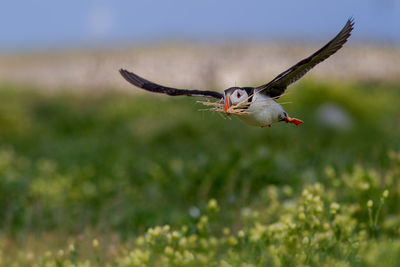 Close-up of atlantic puffin flying and carrying twigs