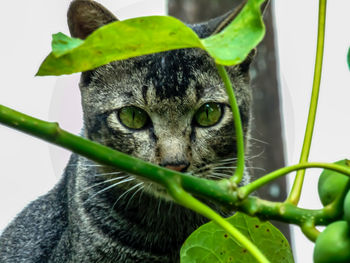 Close-up portrait of a cat