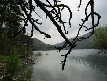 Scenic view of river amidst trees in forest