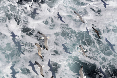 High angle view of seagulls in sea