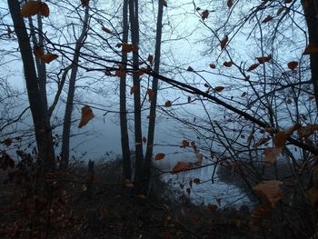 Bare trees in forest during winter