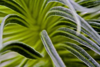 Close-up of fresh green plant