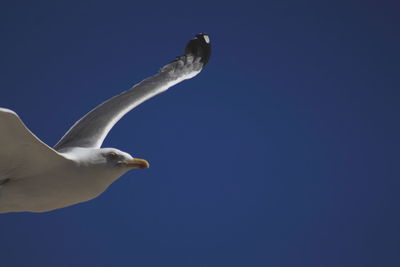 Low angle view of seagull flying against clear blue sky