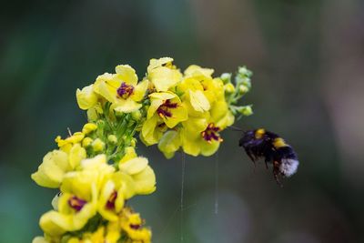 Close-up of bee pollinating on flower