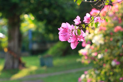 Close-up of pink flowering plant