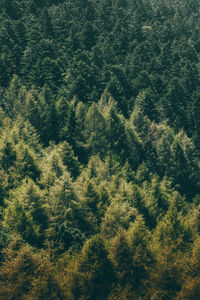 High angle view of trees in forest