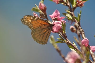 Close-up of butterfly pollinating on pink flower