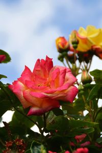 Close-up of pink rose plant against sky