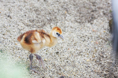 Close-up of young bird