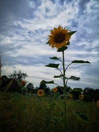 Close-up of yellow flowering plant on field against sky