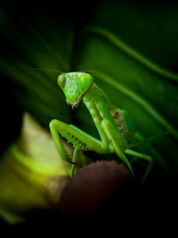 The green mantis