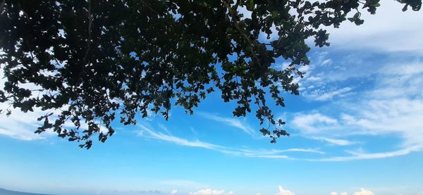 Low angle view of tree against sky