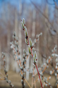 Close-up of flower buds growing outdoors