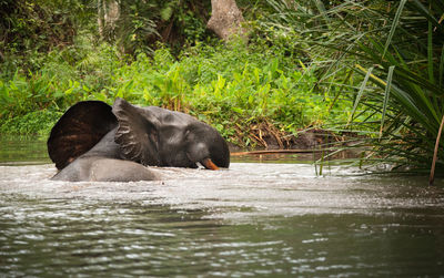 African forest elephant swimming in the lagoon at loango national park, gabon