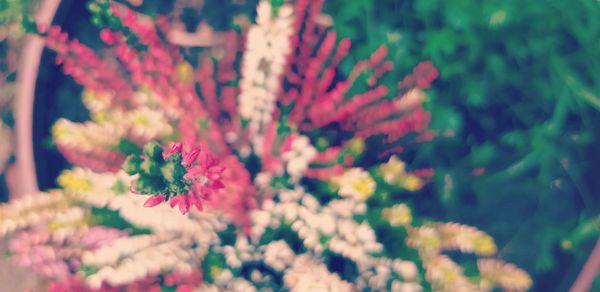 Close-up of flowers blooming outdoors