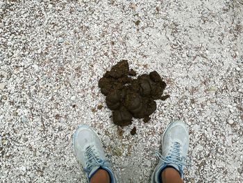 Horse dung along the trail