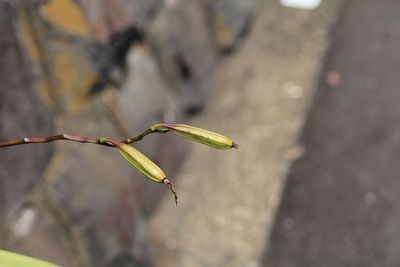 Close-up of flowering plant