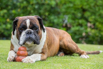 Dog relaxing on grassy field with toy