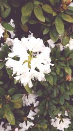 Close-up of white flowering plant