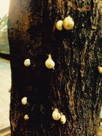 Close-up of mushrooms