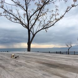 Bare tree on beach against sky