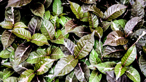 Full frame shot of plants