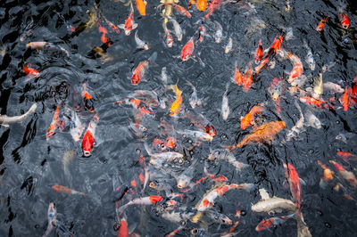 High angle view of koi carps swimming in pond