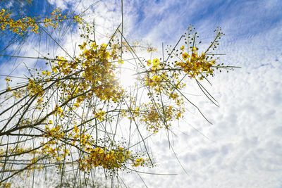 Low angle view of flowering plant against sky