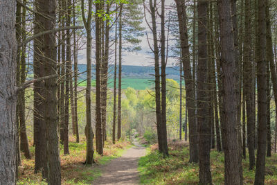 Pine trees in forest