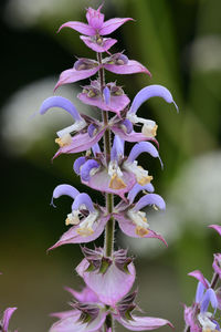 Salvia flowers in bloom 