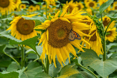 Close-up of yellow sunflower