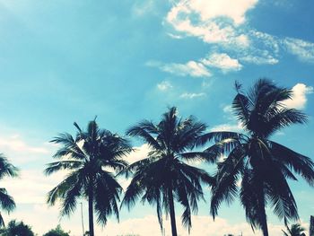 Low angle view of palm trees against sky