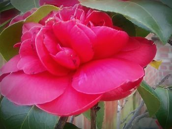 Close-up of wet pink flowers