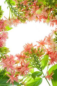 Low angle view of flowering plant against sky