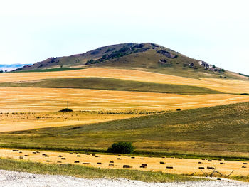 Scenic view of field against clear sky