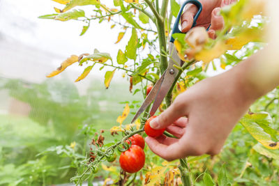 Midsection of person holding fruits