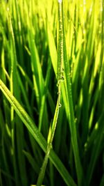 Close-up of wet grass on field