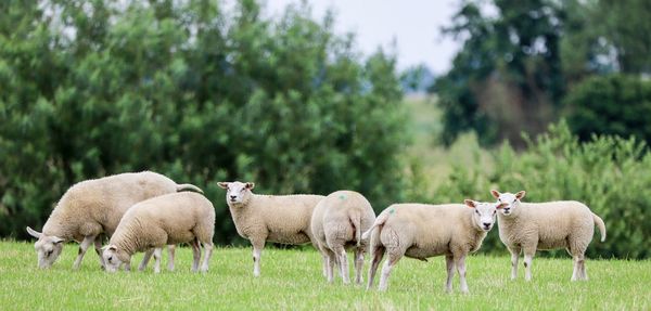 Sheep in a field