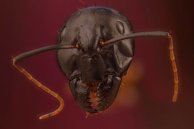 Close-up of crab over black background