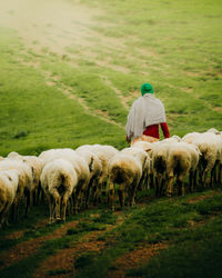 Sheep grazing on field